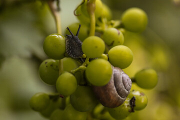 snail hangs in the wine
