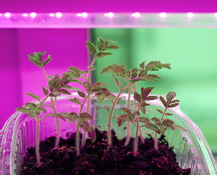 Green sprouts of tomatoes in a plastic pot grow under phytolamps. soft selective focus