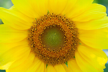 Obraz premium Sunflower plant macro view. Natural yellow petals and pattern agriculture plant close-up. Shallow depth of field photo