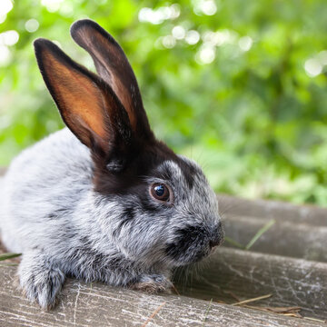 Long ears rabbit closeup photo. Fluffy gray black bunny on blurred background. soft focus, shallow depth of field.