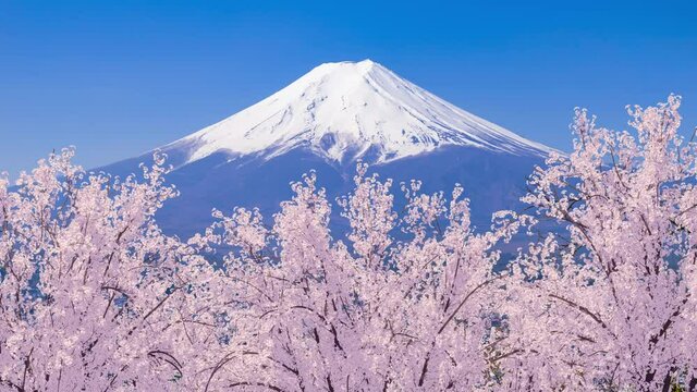 富士山と風に揺れる満開の桜の3Dモーショングラフィックス / ループ再生可能 / 日本の春の象徴的イメージ / Mount Fuji and cherry blossoms in full bloom. The flowers are swaying in the wind. 3D rendered animation that can be played on a loop.