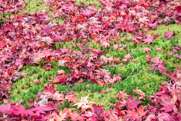 Obraz premium 赤の紅葉と緑の苔のコントラストが美しい地面 The beautiful contrast of green ground covered with moss and maple red leaves