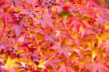 Naklejka na ściany i meble 美しい赤いモミジのクローズアップ　The closed-up beautiful maple red leaves in autumn
