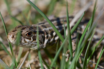 Small brown lizard with yellow eyes among the grass