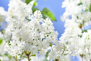 Spring nature background. Blossoming common Syringa vulgaris lilacs bush white cultivar. Springtime landscape with bunch of tender flowers. lily-white blooming plants