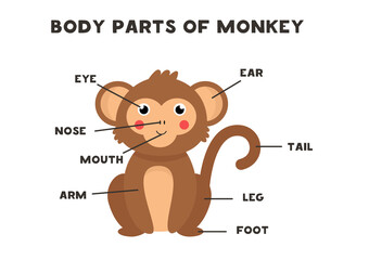 Body parts of the monkey. Scheme for children.