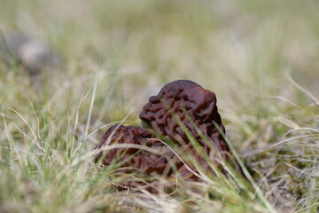 Shriveled dark morel mushroom among the grass in the forest