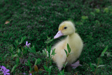 Yellow duckling among dense greenery of creeping rosemary