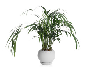 Beautiful exotic house plant isolated on white