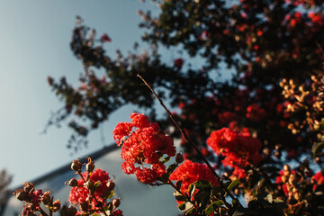 close up view of red roses on green bush against blue sky