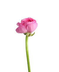 Fototapeta premium Beautiful fresh ranunculus flower isolated on white