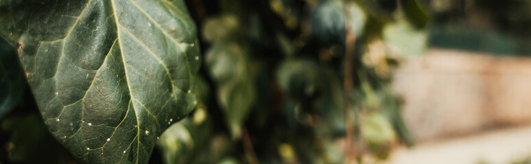 close up view of green ivy leaf, banner