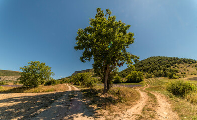 Entre les lavandes à Saint-Auban-sur-Vézère, Drôme, France