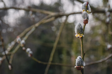 Pussy willow twig with fluffy grey buds