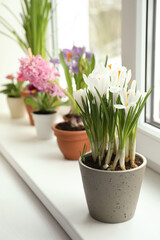Beautiful crocuses in flowerpot on window sill indoors
