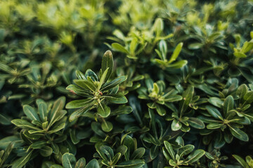 close up view of rhododendron bush with green leaves