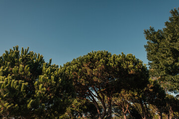 Obraz premium low angle view of high pines against blue sky