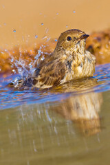 Pied Flycatcher, Ficedula hypoleuca, Forest Pond, Mediterranean Forest, Castile and Leon, Spain, Europe