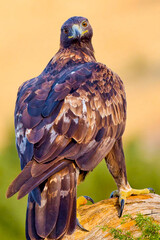 Golden Eagle, Aquila chrysaetos, Mediterranean Forest, Castile and Leon, Spain, Europe