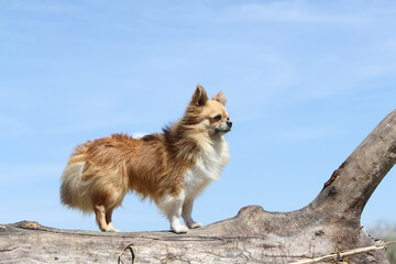 Chihuahua en position standard sur un troc  