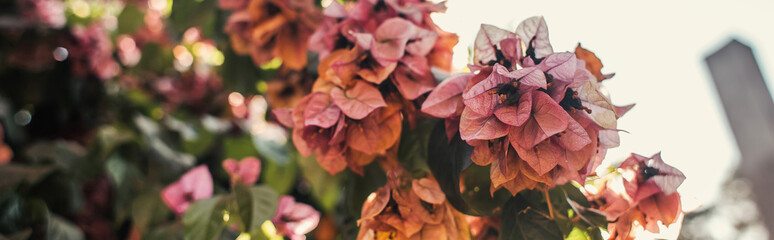 Obraz premium bush blossoming with pink flowers blossoming, banner