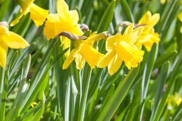 Field of blooming yellow daffodil flowers. Narcissus flowering plants on a sunny spring day. soft focus photography.