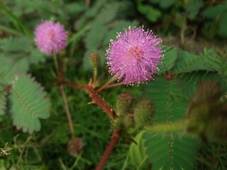 flower of a thistle