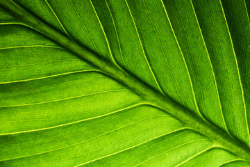 beautiful fresh green spathifyllum leaves