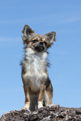 Chihuahua avec un ciel bleu regardant au loin 