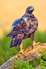 Golden Eagle, Aquila chrysaetos, Mediterranean Forest, Castile and Leon, Spain, Europe