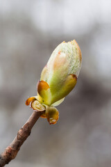 Fototapeta na wymiar New life spring time concept. Horse chestnut bud bursting into leaves. Castania tree branch macro view. Shallow depth of field, soft focus background