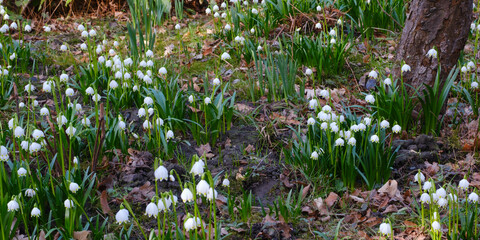 Blühende Märzenbecher im Park