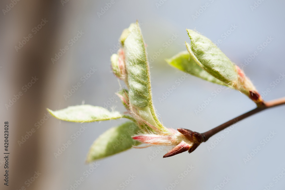 Canvas Prints soft tender minimal blossoming springtime poster. beautiful sunlight spring park nature, macro view 