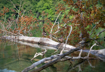 Two wild ducks resting on a tree stem in a sunny day