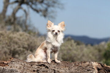Chihuahua assis sur un tronc d'arbre