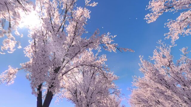 木漏れ日が輝く満開の桜並木の歩き撮りモーション / 風で舞い散る桜の花びら / 3Dモーショングラフィックス / A walk of a row of cherry blossom trees with shining sunlight through the trees. The petals dance in the wind. 3D rendered animation.