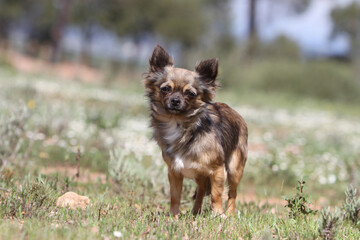 Chihuahua debout dans une prairie