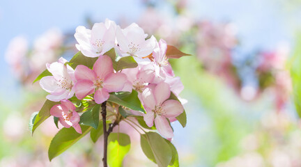 Apple tree flower blossom macro view. Blossoming pink petals fruit tree branch, tender blurred bokeh background. Shallow depth of field, copy space.