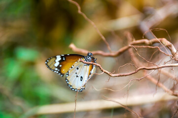 The monarch butterfly