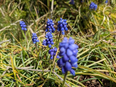 ブドウムスカリ Images Browse 15 Stock Photos Vectors And Video Adobe Stock ブドウムスカリ Images Browse 15 Stock Photos Vectors And Video Adobe Stock