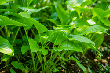 Ornamental plant - Hosta clausa green, a plant of shade and partial shade, with green leaves.