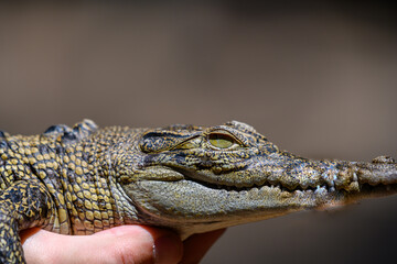 Australien Tiere