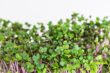Cabbage sprouts on a white background.