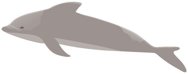Obraz premium Dolphin with smooth skin without scales. Marine mammal living in water vector illustration
