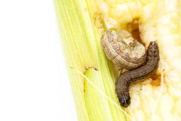 Fall armyworm on damaged corn with excrement.