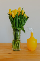 Bright fresh yellow tulips on white background. Bunch of yellow tulips in big glass jar. Spring flowers in glass vase. Flowers and water sprayer on table.
