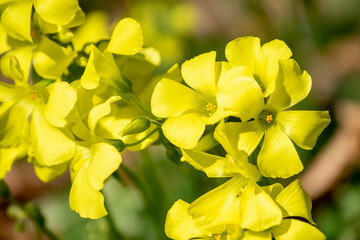 Fototapeta na wymiar オオキバナカタバミの黄色い花