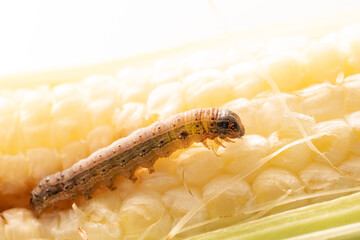 Fall armyworm on damaged corn with excrement.