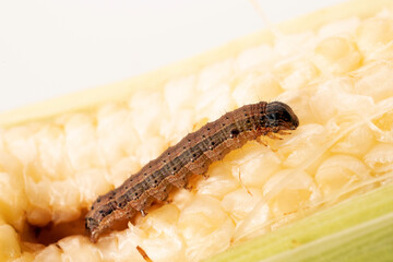 Fall armyworm on damaged corn with excrement.