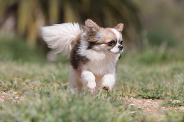 Chihuahua poil long en pleine course dans une pairie